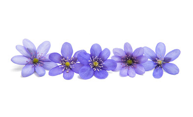 Hepatica Nobilis isolated