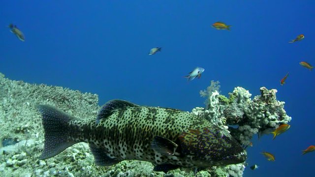 Grouper fish swimming in the water