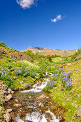 Fototapeta na wymiar stunning Icelandic summer landscape with a beautiful mountain river in the Esja mountain range, 10 km north of Reykjavik, the capital of iceland. Sunny day and flourishing landscape. 