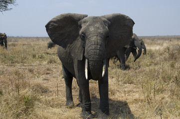 Fototapeta na wymiar Elephant 1 - Tarangire National Park - Tanzania