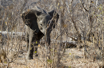 Elephant 3 - Bwabwata National Park - Namibia