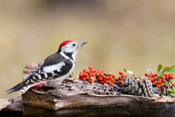 Portrait of an middle spotted woodpecker with hawthorn berries and fir cones.