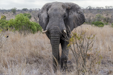 Fototapeta na wymiar Elephant 6 - reservation Sabi Sands - South Africa