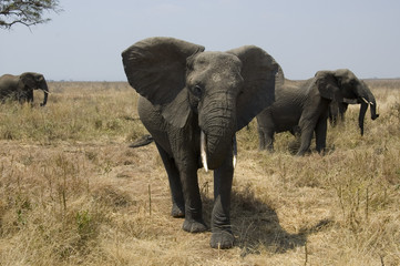 Fototapeta premium Elephants 1 - Tarangire National Park - Tanzania