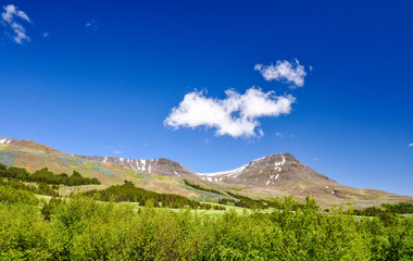 Fototapeta premium Stunning Icelandic summer landscape with blooming flowers in the Esja mountain range, 10 km north of Reykjavik, the capital of iceland. Sunny day and flourishing landscape. Southwest Iceland.