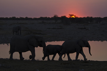 Fototapeta na wymiar Elephants 7 - Etosha National Park - Namibia