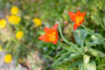 rote Tulpen im Garten