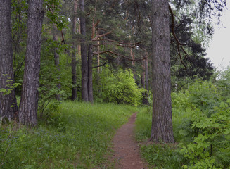 Obraz premium plant leaves trail moss outdoors woodland trunk coniferous footpath leaf park grass road pine spring forest nature tree trees green path summer woods wood landscape 
