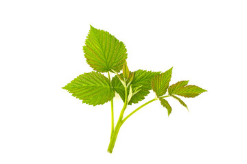 Leaves raspberry branch on a white background