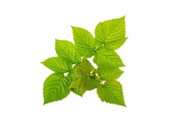 Leaves raspberry branch on a white background