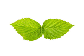 Raspberry leaf on white background