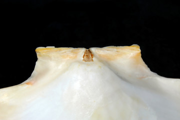 Detail of the inside of a mediterranean scallop shell