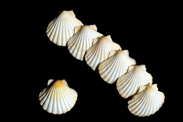 Mediterranean scallops shells on black background