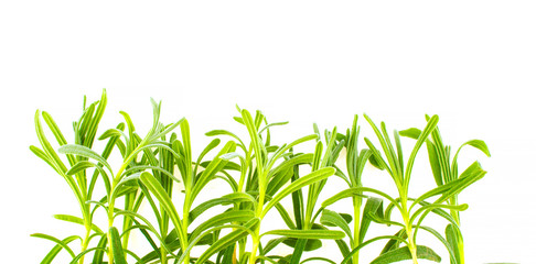 Rosemary on white background