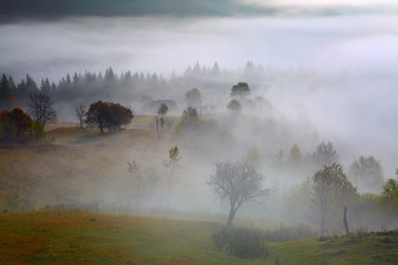 Green hills covered with dense  trees , which is exhales thick mist.