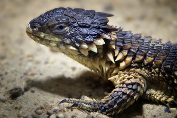 Portrait of a lizard on the desert