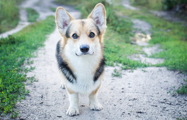 Morning. Fog. Dog breed Welsh corgi pembroke for a walk in the beautiful forest.