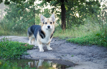 Morning. Fog. Dog breed Welsh corgi pembroke for a walk in the beautiful forest.