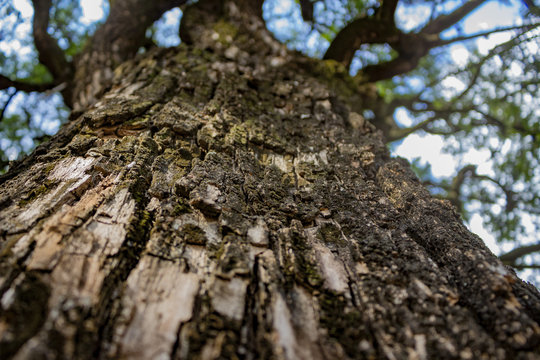 tree nature bark forest green wood texture thunk brown pine