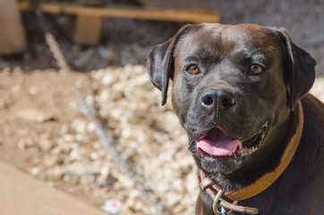 mixed breed brown dog portrait