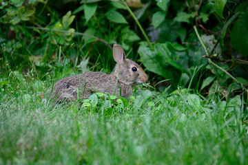 Naklejka na ściany i meble Rabbit in the yard