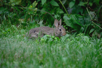 Rabbit in the yard