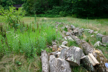 Fototapeta premium Trail of Chopped Wood