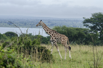 Giraffe 4 - Murchison Falls National Park - Uganda