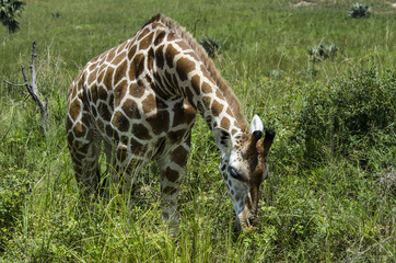 Giraffe 5 - Murchison Falls National Park - Uganda