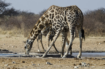 Naklejka na ściany i meble Giraffes 3 - Etosha National Park - Namibia