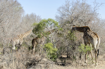 Giraffes 5 - Sabi Sands Reserve - South Africa