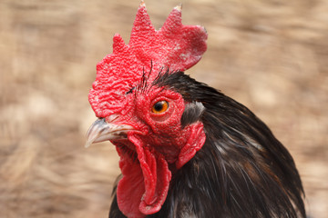 Fire cock with beautiful feathers