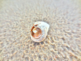 Strand Muschel