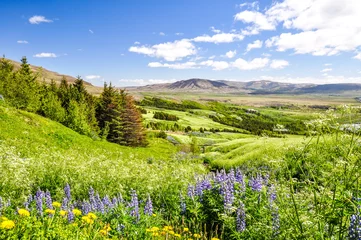 Sierkussen Geel Stunning Icelandic summer landscape with blooming flowers in the Esja mountain range, 10 km north of Reykjavik, the capital of iceland. Sunny day and flourishing landscape. Southwest Iceland.  © Juergen Wallstabe