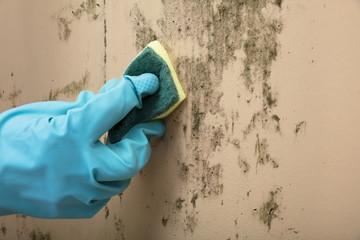 Housekeeper Cleaning Mold From Wall With Sponge