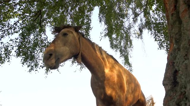 A brown horse near a tree on a sunny day