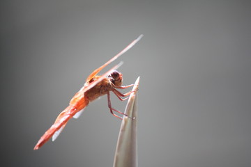 Red Dragonfly close-up on aloe leaf