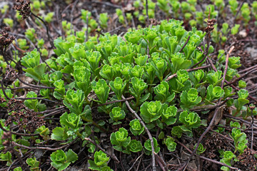 Plant sedum on a background of dry branches close