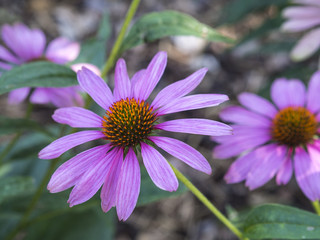 close up Echinacea purpurea - pink blooming flower