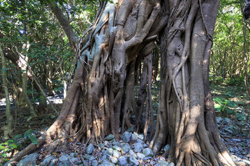 Banyan tree in Yakushima island, Japan