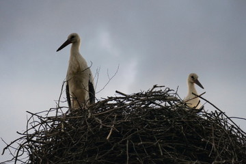 Störche im Nest