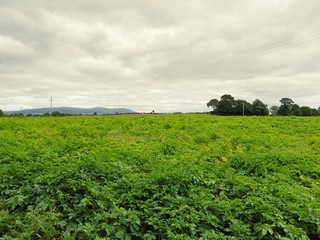 Obraz premium summer countryside morning,Northern Ireland