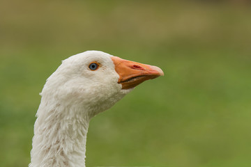 Diepholzer Gans