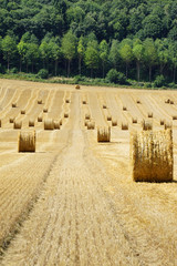 Paysage Campagne 208