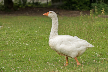 Diepholzer Gans