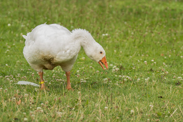 Diepholzer Gans