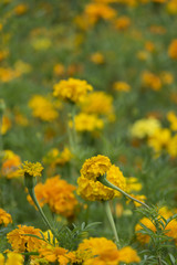 French marigold - Tagetes patula  - in the garden