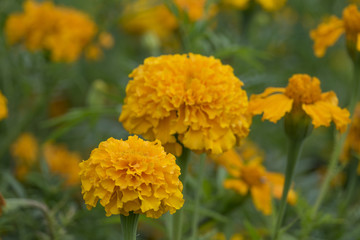 French marigold - Tagetes patula  - in the garden