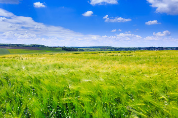 Green fields of  rye. Blue sky with cumulus clouds. Magic summertime landscape. Concept theme: Agriculture. Nature. Climate. Ecology. Food production.