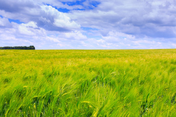 Green fields of  rye. Blue sky with cumulus clouds. Magic summertime landscape. Concept theme: Agriculture. Nature. Climate. Ecology. Food production.